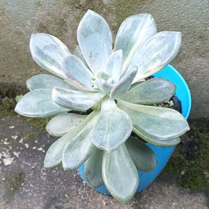 Variegated Succulent