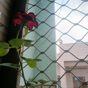 Rose / Gulab / hybrid plant / grafted