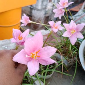 Rain Lilies