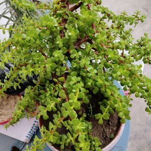 Jade Plant Bansoi & 3 Plan Combo