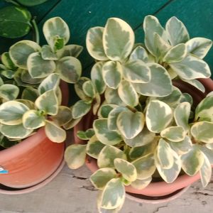 Compo 2 Variegated Baby Rubber Plant