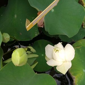 White Puff Lotus Live Rhizomes