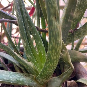 Large  Aloe Vera Plant With Roots