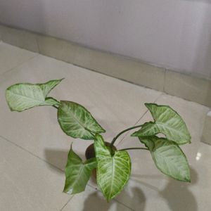 Live Syngonium Plant in Terracotta Pot