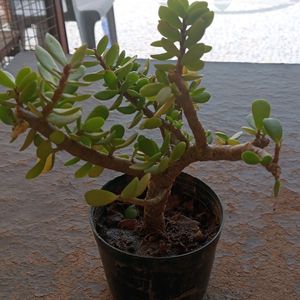 BONSAI JADE PLANTS OR GOOD LUCK PLANT