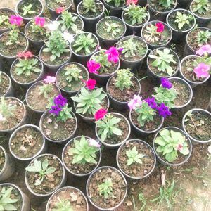 Petunia Winter Flower Plant All Color Available