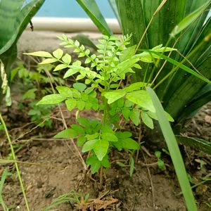 2 Curry Leaf Meethi Neem Plants