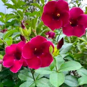 Pink Almonda Flower Plant With Root