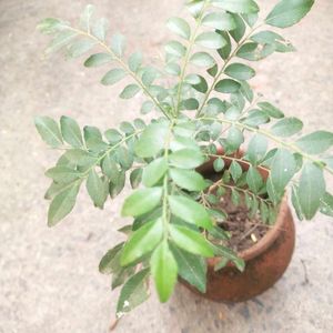 Healthy Curry Leaves Plant With Root