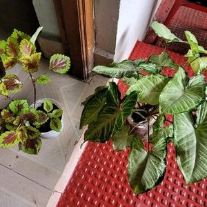 Set 2 Arrowhead & Coleus Plants & Pot