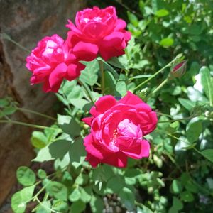 Alive Rose Plant