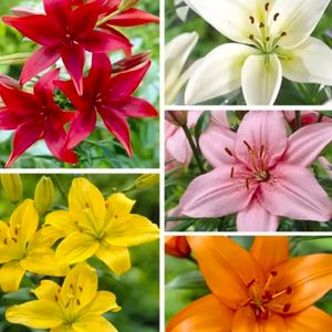 Multicolor Asiatic Lilly Imported Flower Bulb 5 Pc