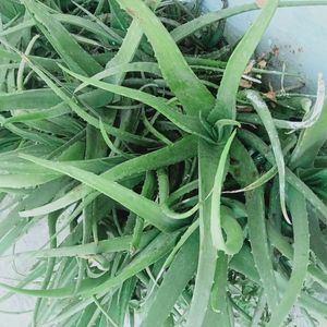 Aloe Vera Combo Fresh Plant