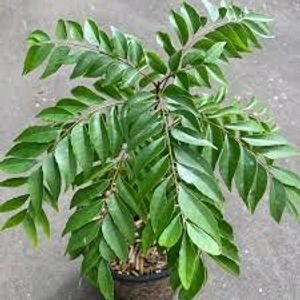 Curry Leaves Plant