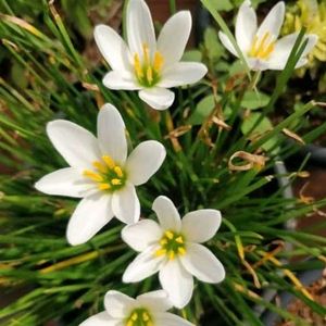 White Rain Lilly Bulbs