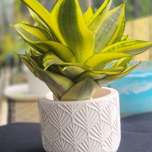 Snake Plant In Concrete Pot