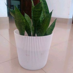 Snake Plant