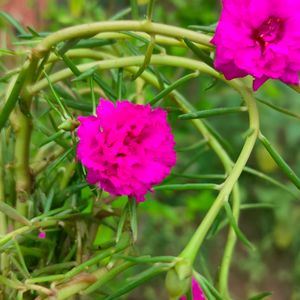 Portulaca Pink