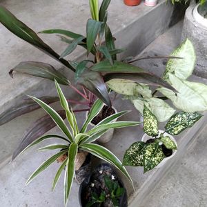 Assorted Plants