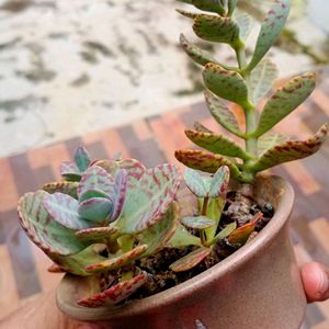 Kalanchoe Mamorato/ Penwiper