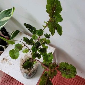 Pack 2 Arrowhead & Plectranthus Nitidus Plans