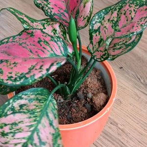 Aglaonema Plant