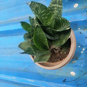 Money Plant Alovera