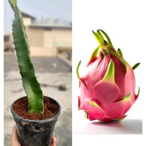 🔥🌱 Dragon Fruit Plant 🌱🔥