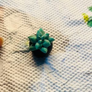 Mini Succulent  Plant   Made From Air Dry Clay