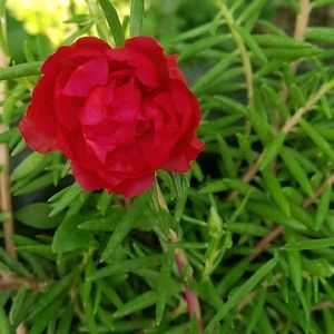 Combo Moss Rose +Gladiflora+9"O'clock