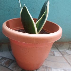 Combo - Snake Plant, Money Plant And Beads Chain