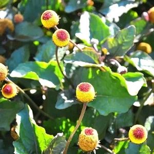 Spilanthes acmella Akarakara Live Plant