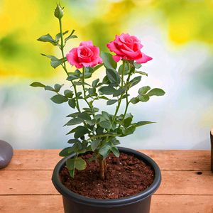 Alive Rose Plant