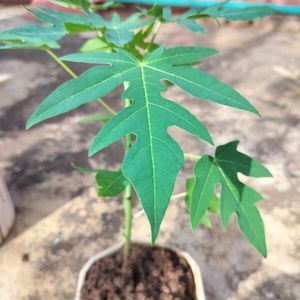 Healthy Papaya Plant