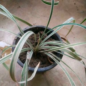 Spider Plant 4 Variety With Root