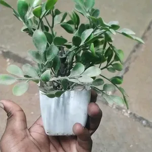 Flower Pot