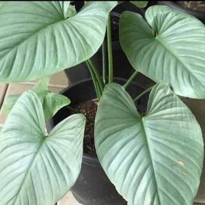 Silver Homalomena Healthy Plant