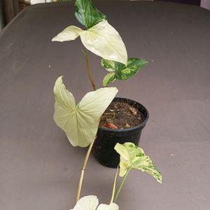 SYNGONIUM ALBO