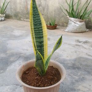 Healthy Snake Plant