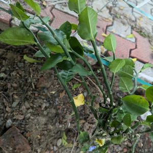 Pedianithus Plant Green