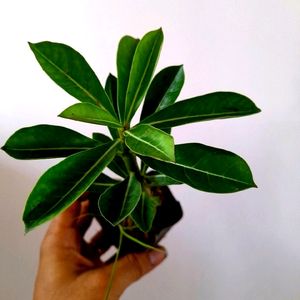 Healthy Adenium Combo