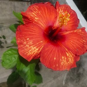 Golden Flame Taiwan Hibiscus Big Size Flower Plant