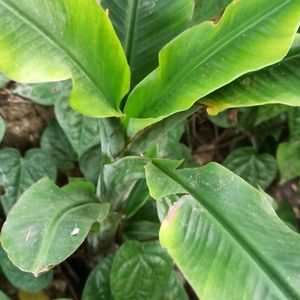 Dwarf Banana Plant