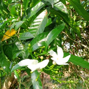 Chandani, Caladium ,Sadabhar Plants