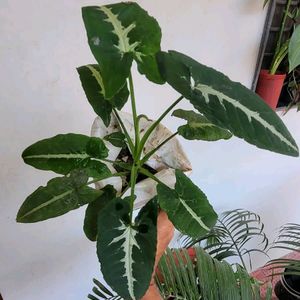 Set 2 Big Mango & SYNGONIUM WENDLANDII Plants