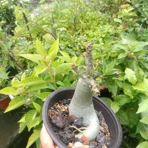 Adenium Arabicum Live Plant ( JDD)