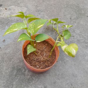 Live Money Plant With Pot