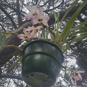 PREMIUM VANDA Orchid Plant