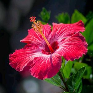 5 Hibiscus Steam