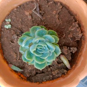 Combo Of 3 Succulents (Without Pot)